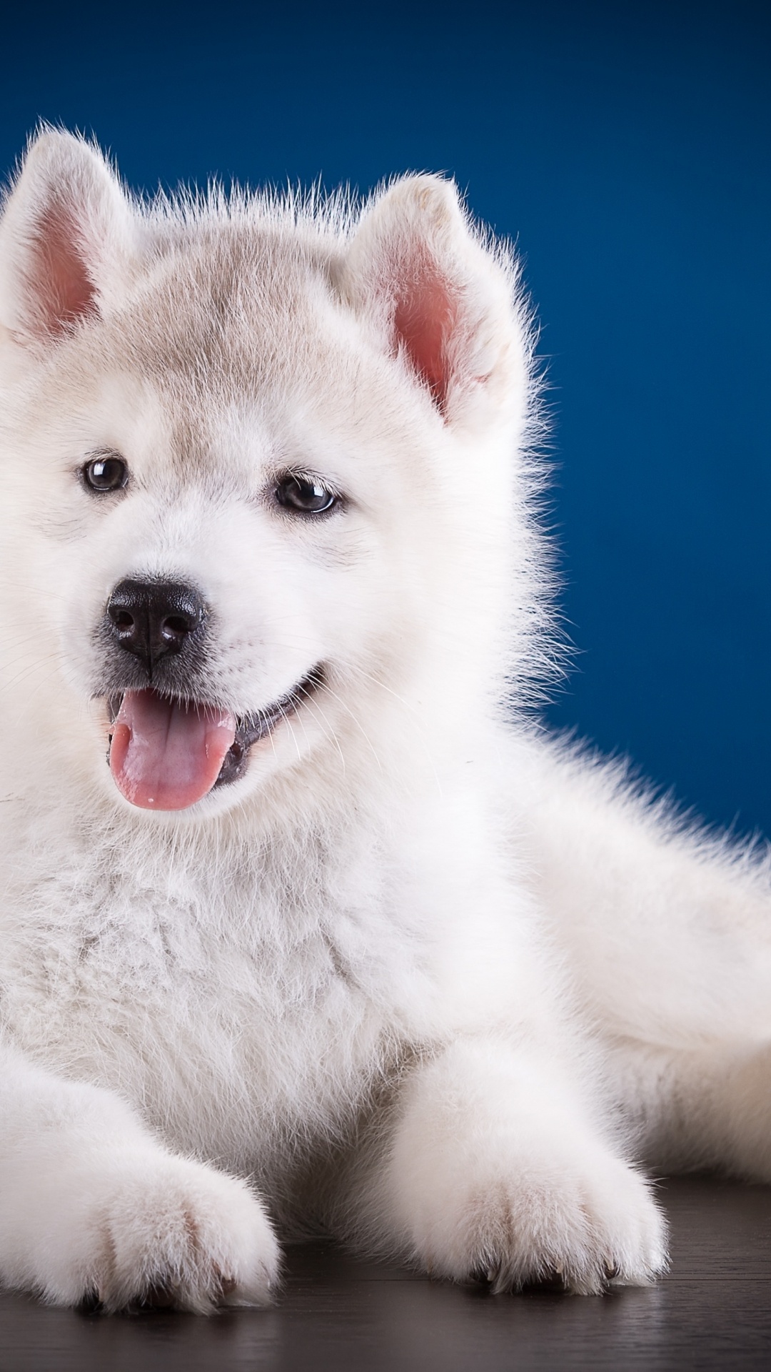 1080x1920  1080x1920 Puppy Wallpapers for IPhone 6S /7 /8 [Retina HD]