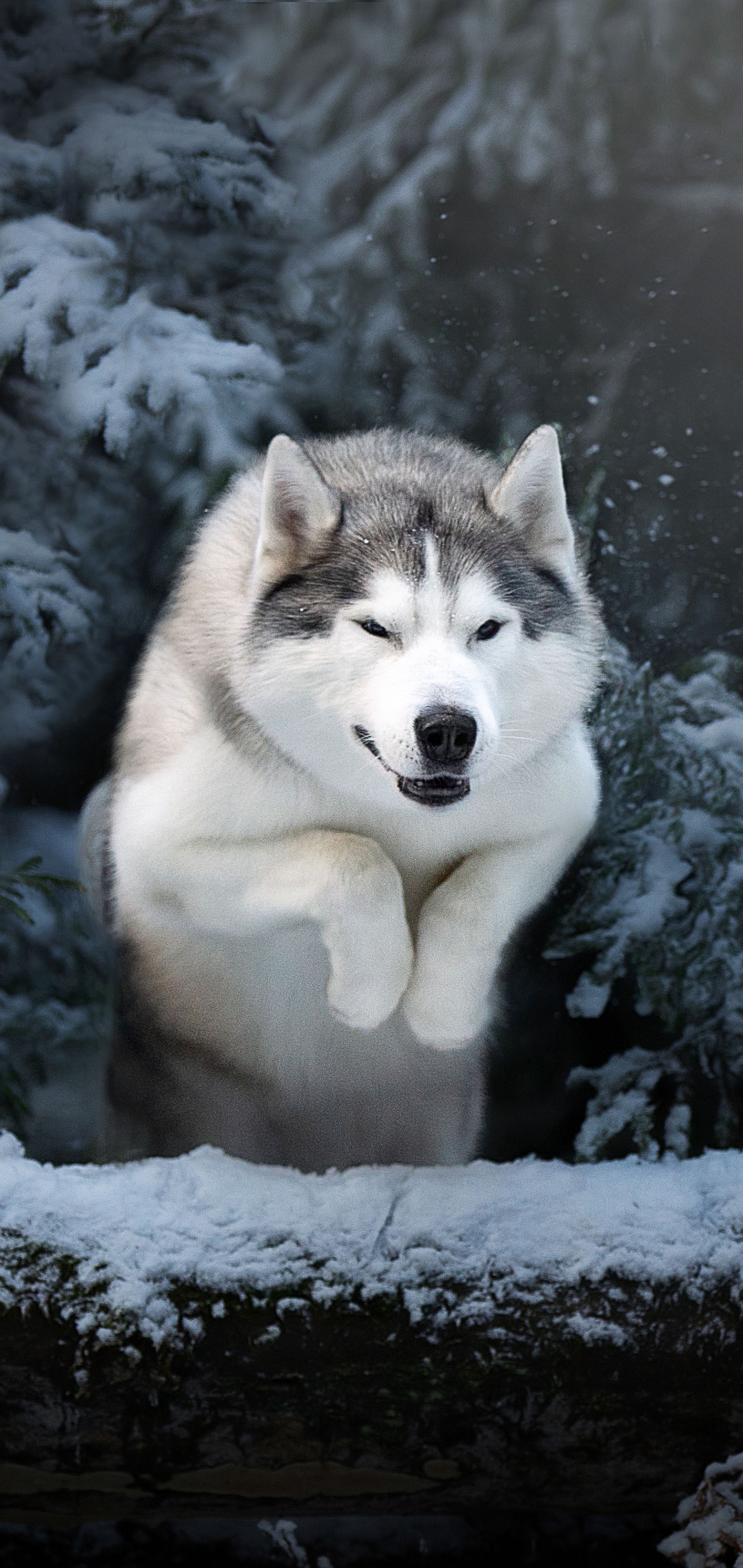1440x3040  HD desktop wallpaper: Winter, Dogs, Dog, Animal, Husky download free  picture #1176555