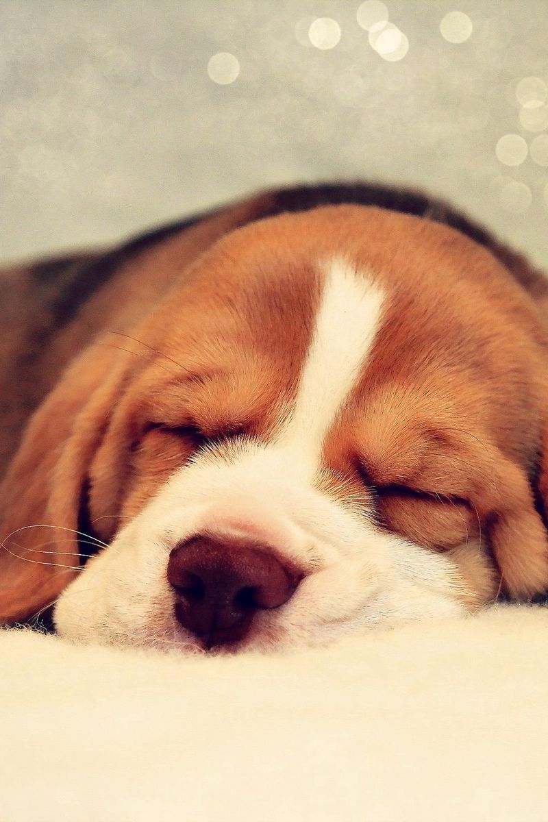 800x1200  Скачать 800x1200 собака, сон, морда, красивый, пятнистый обои, картинки  iphone 4s/4 for parallax