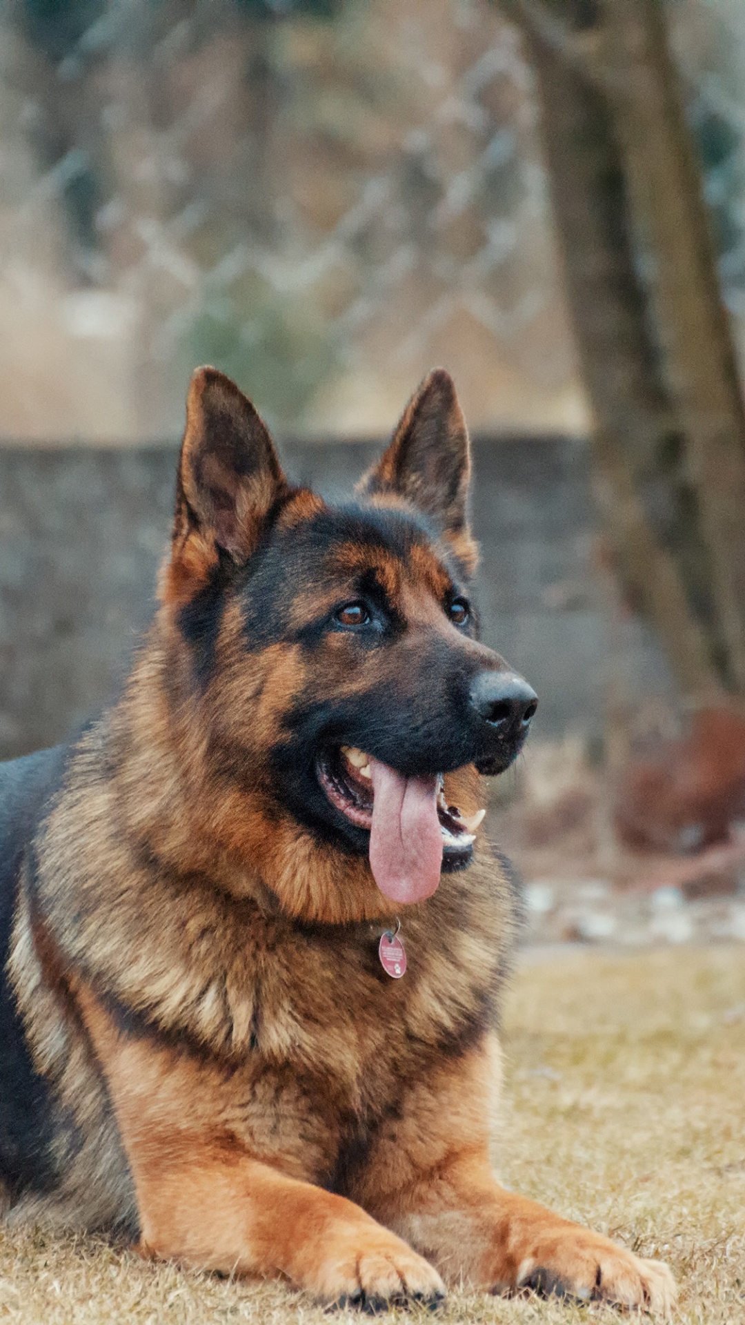 1080x1920  1080x1920 Old German Shepherd Dog Wallpapers for IPhone 6S /7 /8 [Retina HD]