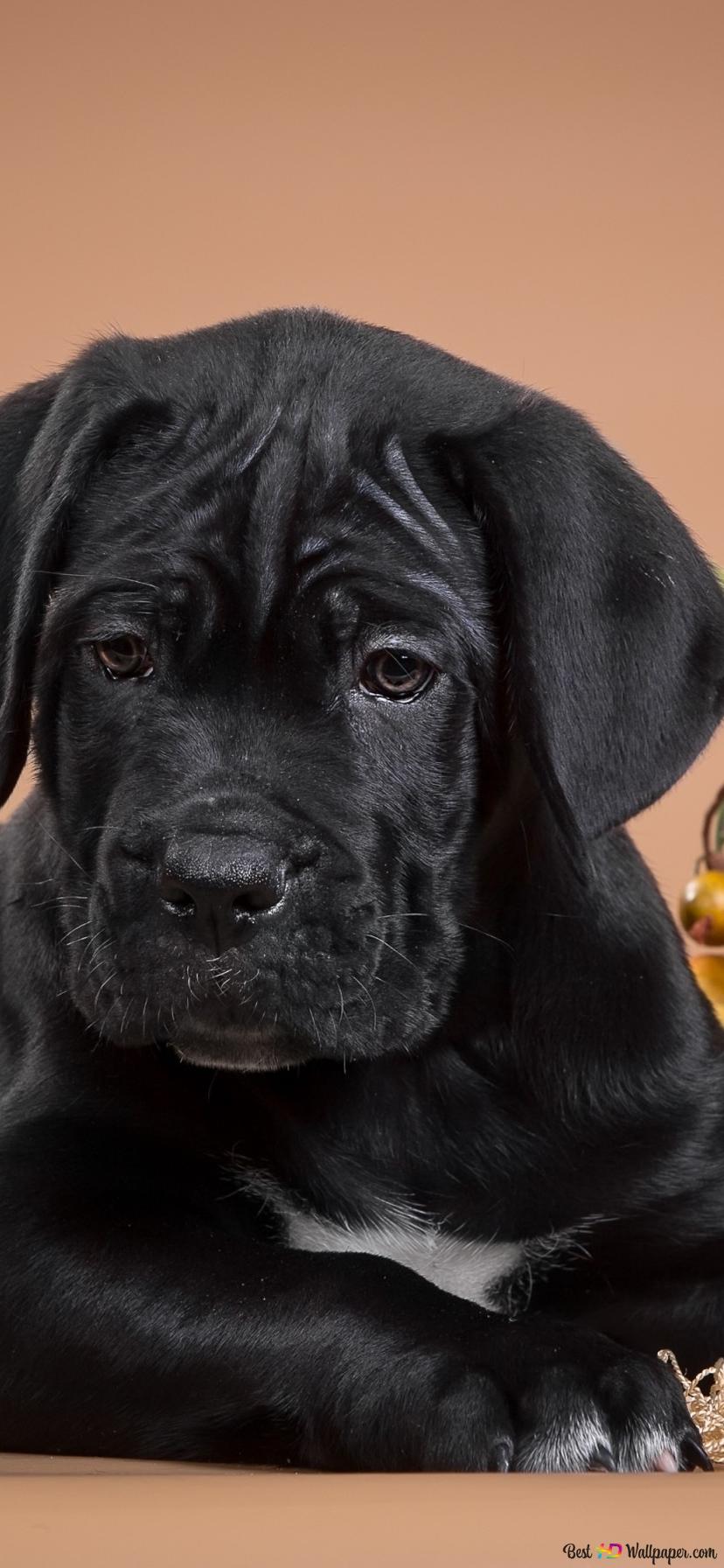 828x1792  Черная собака с тыквой 2K загрузка обоев