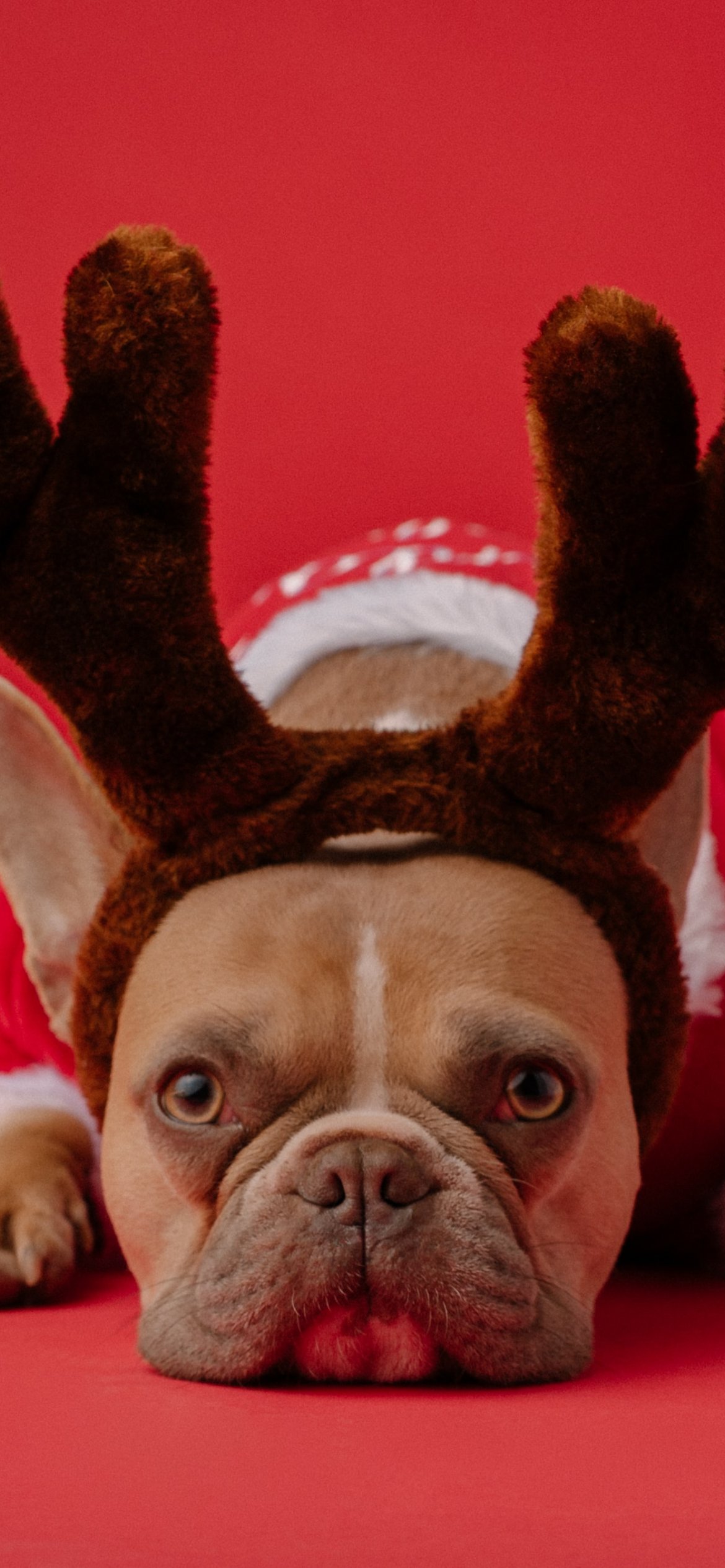 1170x2532  Бульдог, домашний питомец Обои 1170x2532 iPhone 13, 13 Pro, 12, 12 Pro