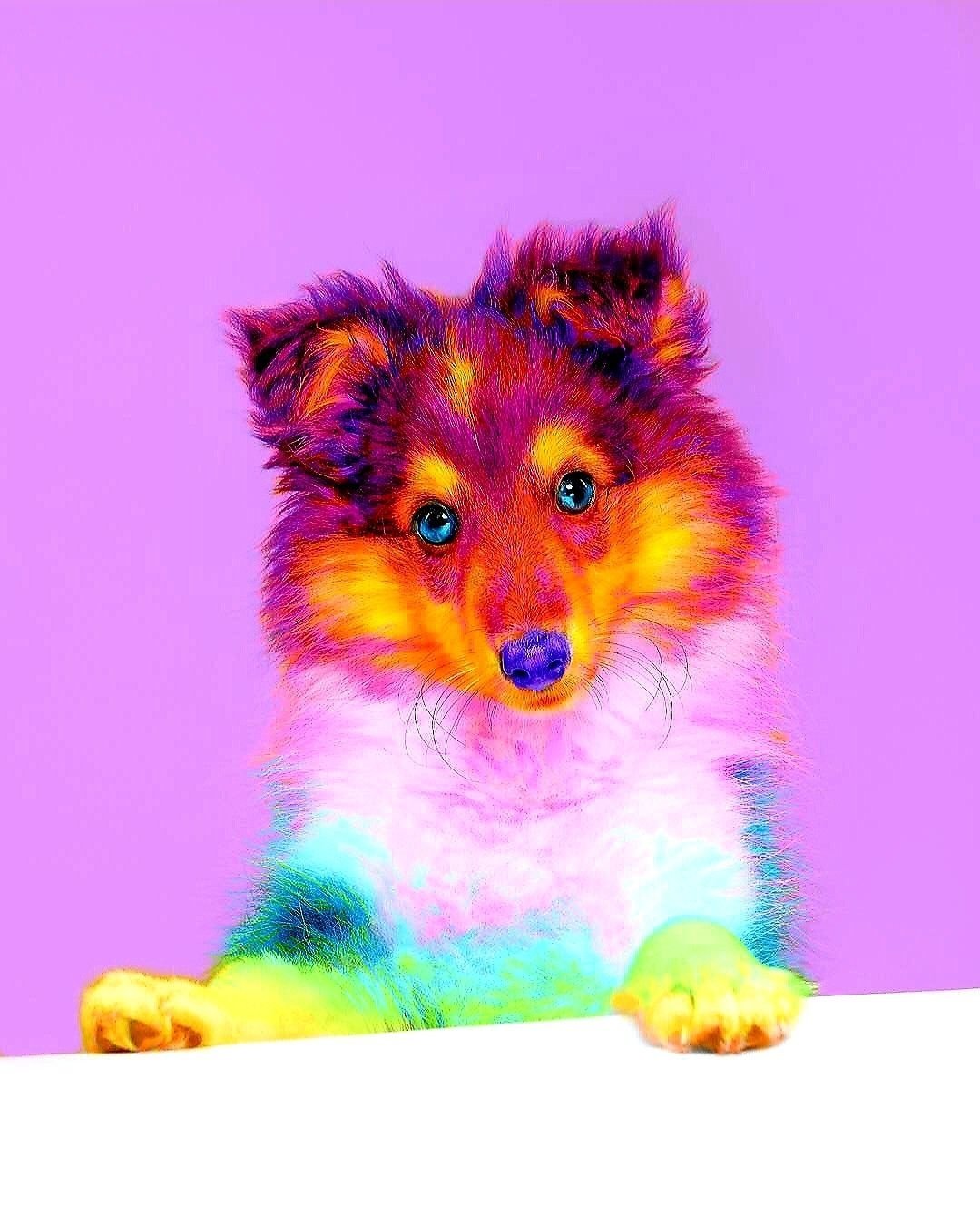 1080x1350  Радужная собака - 55 фото