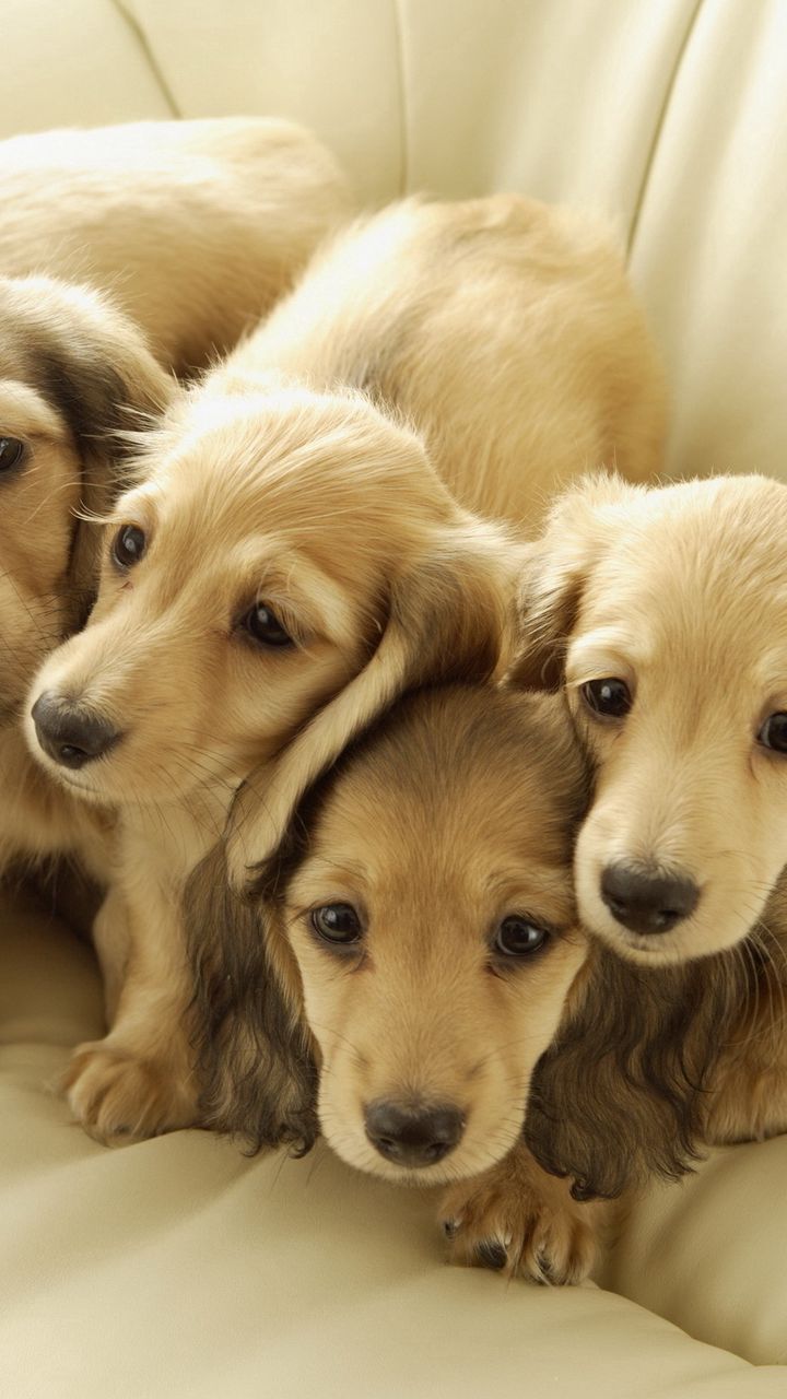 720x1280  Скачать 720x1280 собаки, друзья, щенки обои, картинки samsung galaxy mini  s3, s5, neo, alpha, sony xperia compact z1, z2, z3, asus zenfone