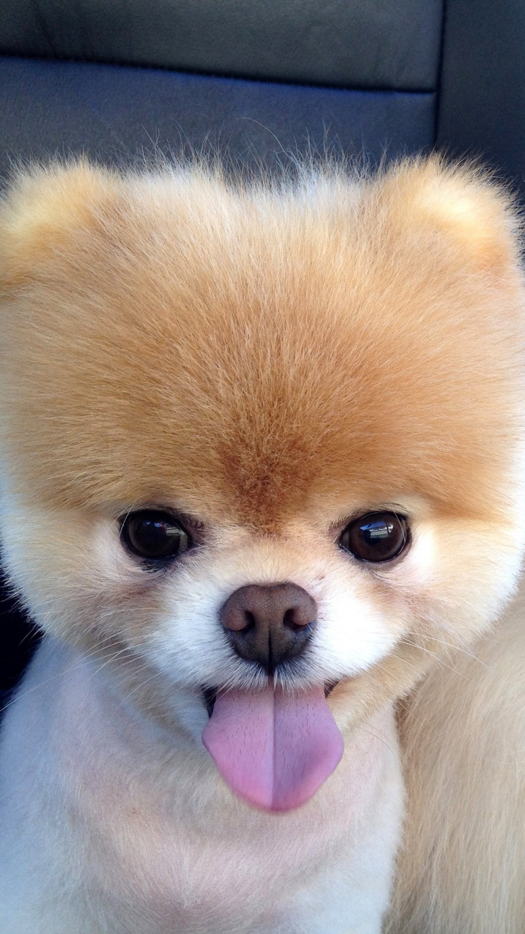 1080x1920  Обои бу собака, померанский шпиц, щенок, Бу, привлекательность на телефон  Android, 1080x1920 картинки и фото бесплатно