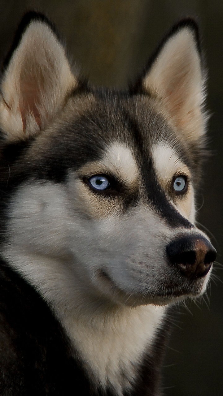 720x1280  720x1280 Husky Wallpapers for Mobile Phone [HD]