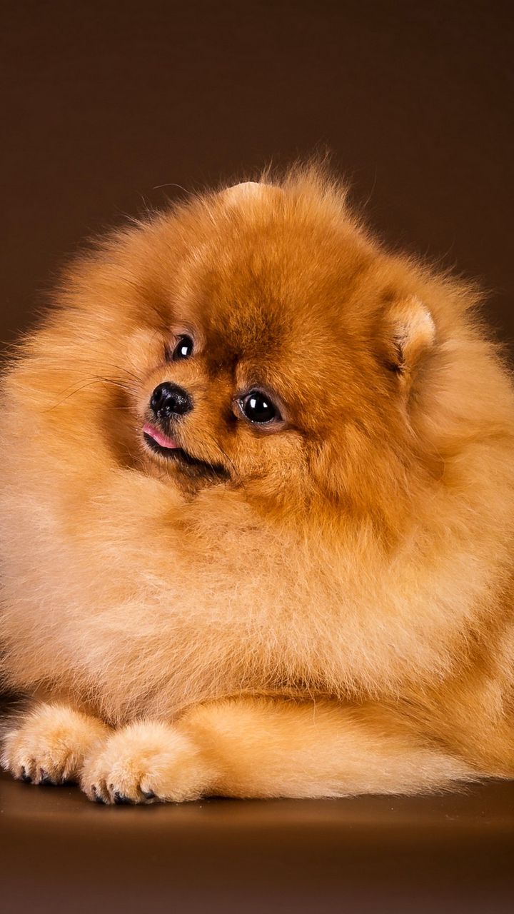 720x1280  Скачать 720x1280 шпиц, шкатулка, собака, лежать, щенок обои, картинки  samsung galaxy mini s3, s5, neo, alpha, sony xperia compact z1, z2, z3,  asus zenfone