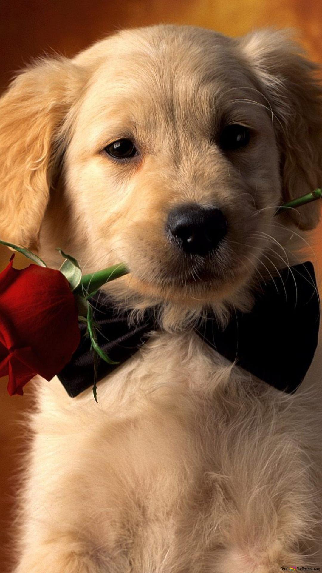 1080x1920  Щенячья любовь 2K загрузка обоев