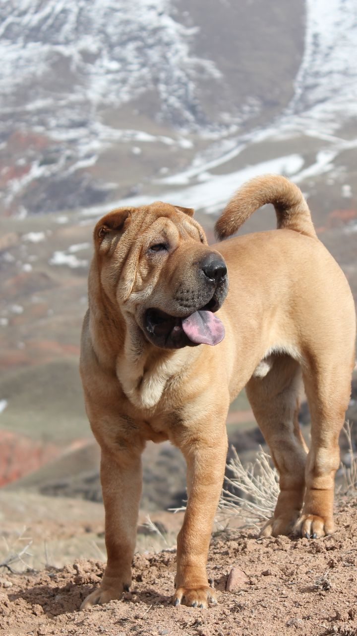 720x1280  Скачать 720x1280 шарпей, собака, прогулка, щенок обои, картинки samsung  galaxy mini s3, s5, neo, alpha, sony xperia compact z1, z2, z3, asus zenfone