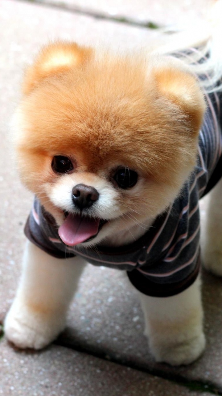 720x1280  720x1280 Pomeranian Wallpapers for Mobile Phone [HD]