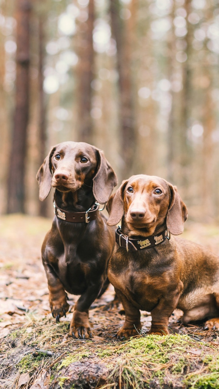 720x1280  Обои такса, щенок, Чихуахуа, собака породы, пес для HD Samsung Galaxy  S3/J3/J4/J5, Meizu M5, Sony Xperia L1/L2 бесплатно, заставка 720x1280 -  скачать картинки и фото