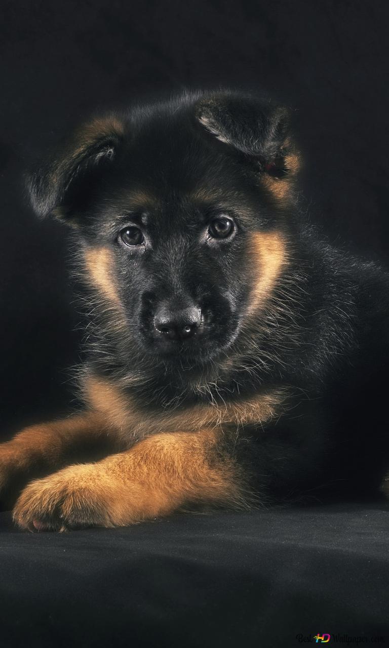 768x1280  Щенок немецкой овчарки 2K загрузка обоев