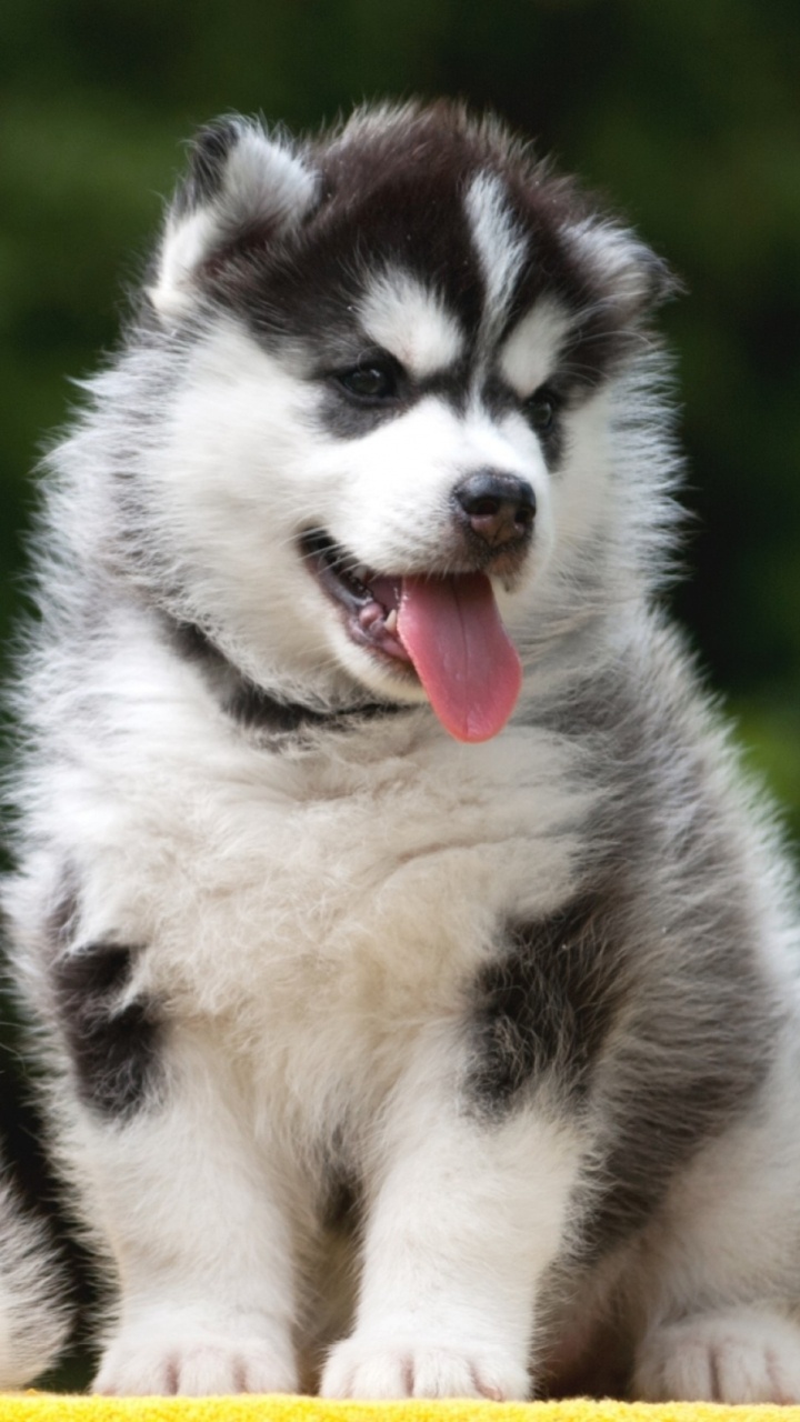 720x1280  720x1280 Husky Wallpapers for Mobile Phone [HD]