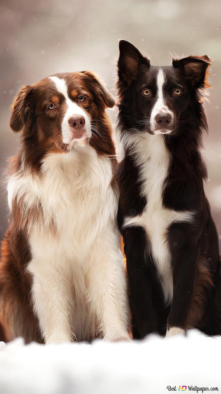 750x1334  Друг собаки 2K загрузка обоев