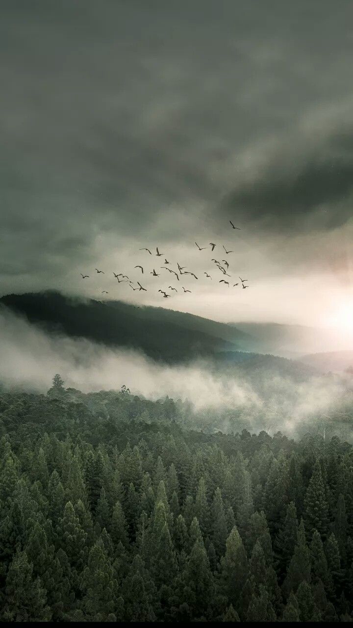 720x1280  Пин от пользователя - P • H - на доске Фоны | Эстетика темной природы, Прохладные пейзажи, Фотографии природы