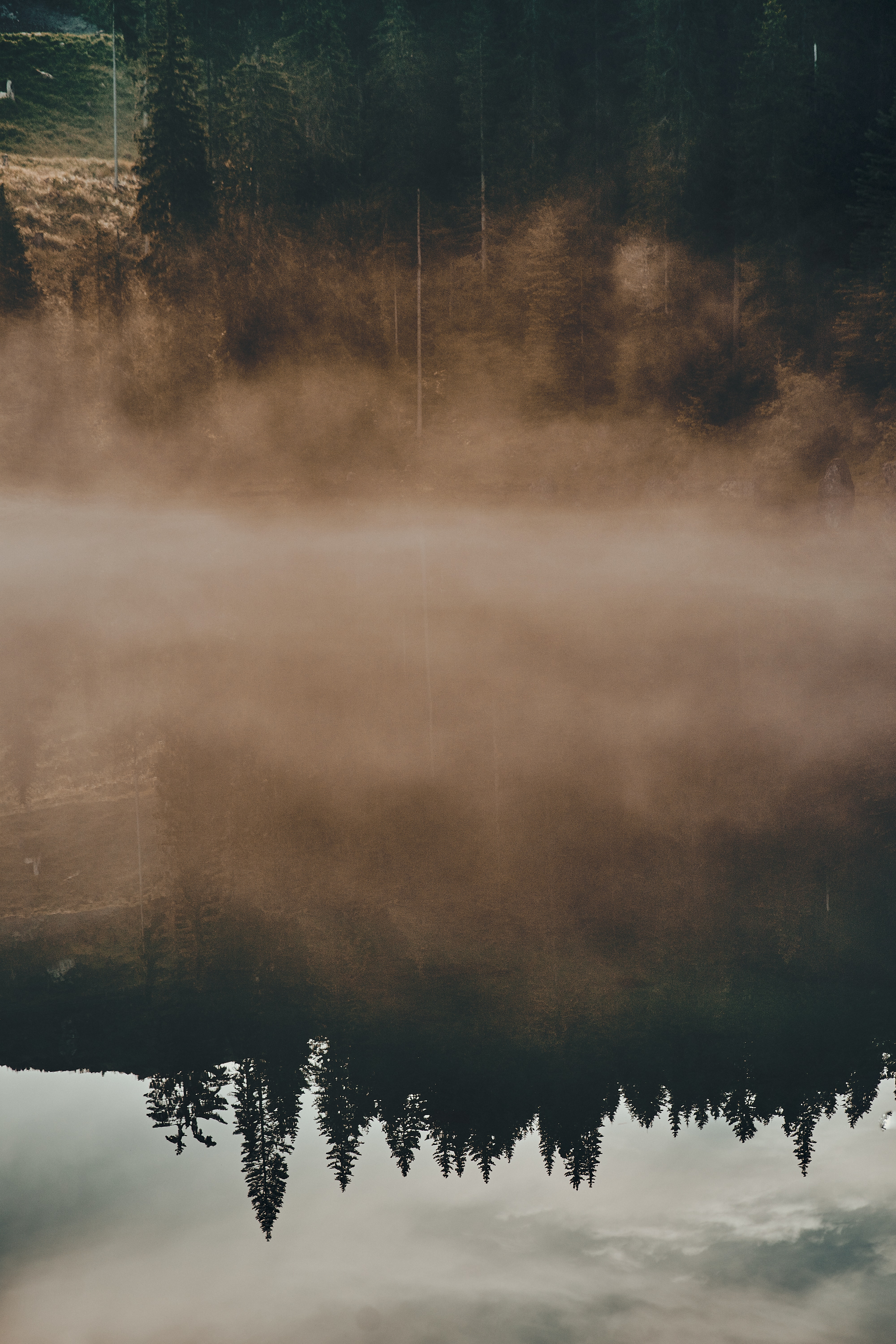 4000x6000  Зеленые деревья и туман в дневное время, фото – бесплатное фоновое изображение на Unsplash