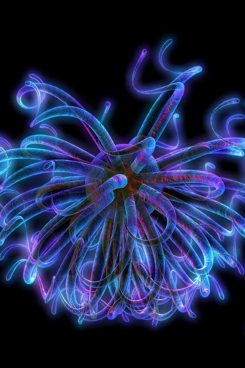 800x1200  Скачать 800x1200 нервные окончания, неон, свет, линии, схема обои, картинки  iphone 4s/4 for parallax