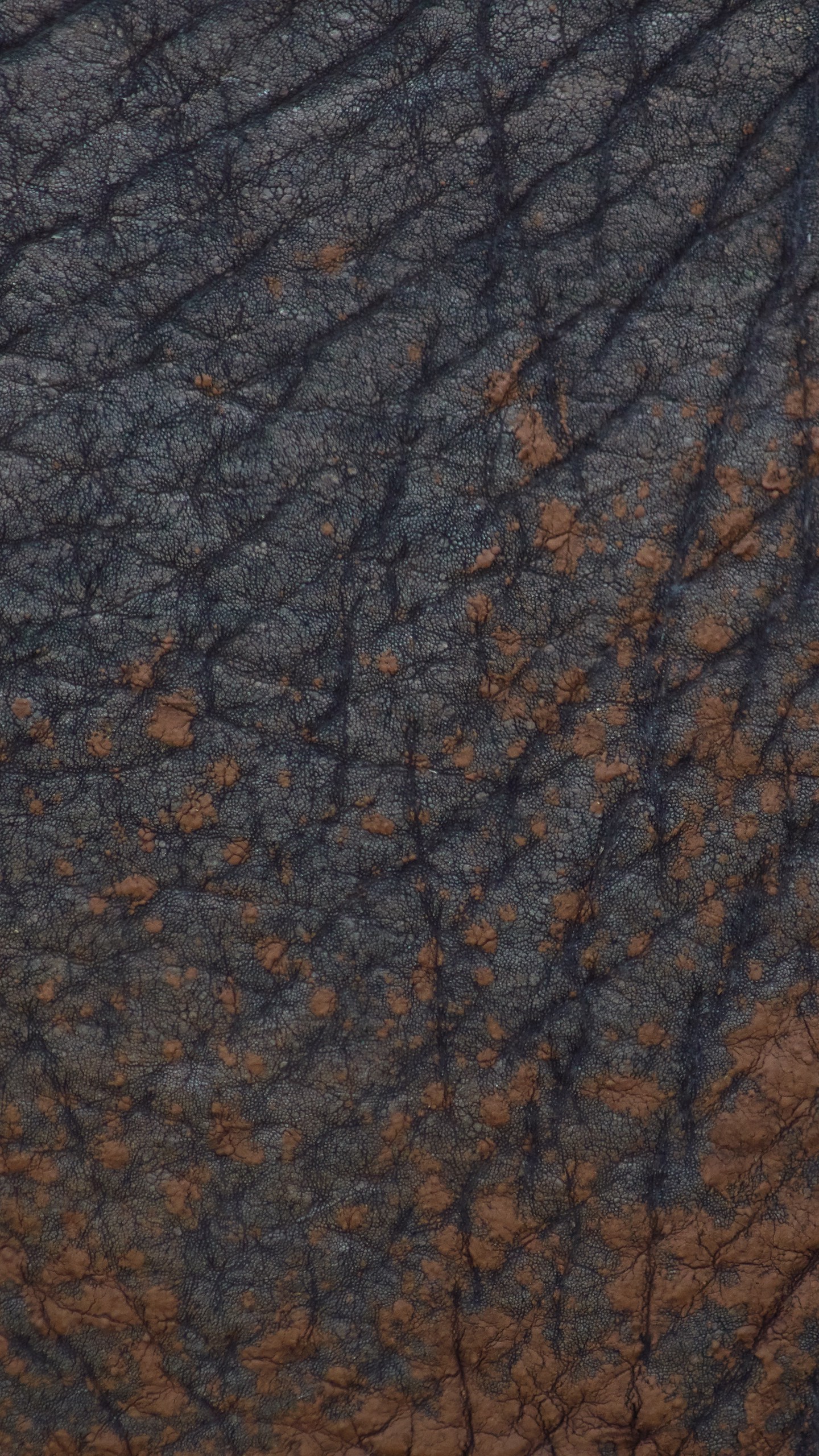 1440x2560  Обои на телефон кожа, текстура, складки, серый - скачать бесплатно в  высоком качестве из категории \"Текстуры\"