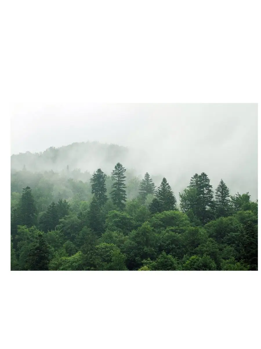 900x1200  АРТ ФОТООБОИ Фотообои 3d флизелин виниловые на стену кухни зала спальню  гостиную коридор фото обои лес 400х270