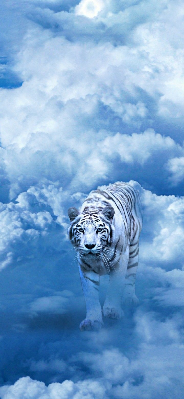 720x1560  Pin von amanda auf for the love of tigers in 2023 | Tiere
