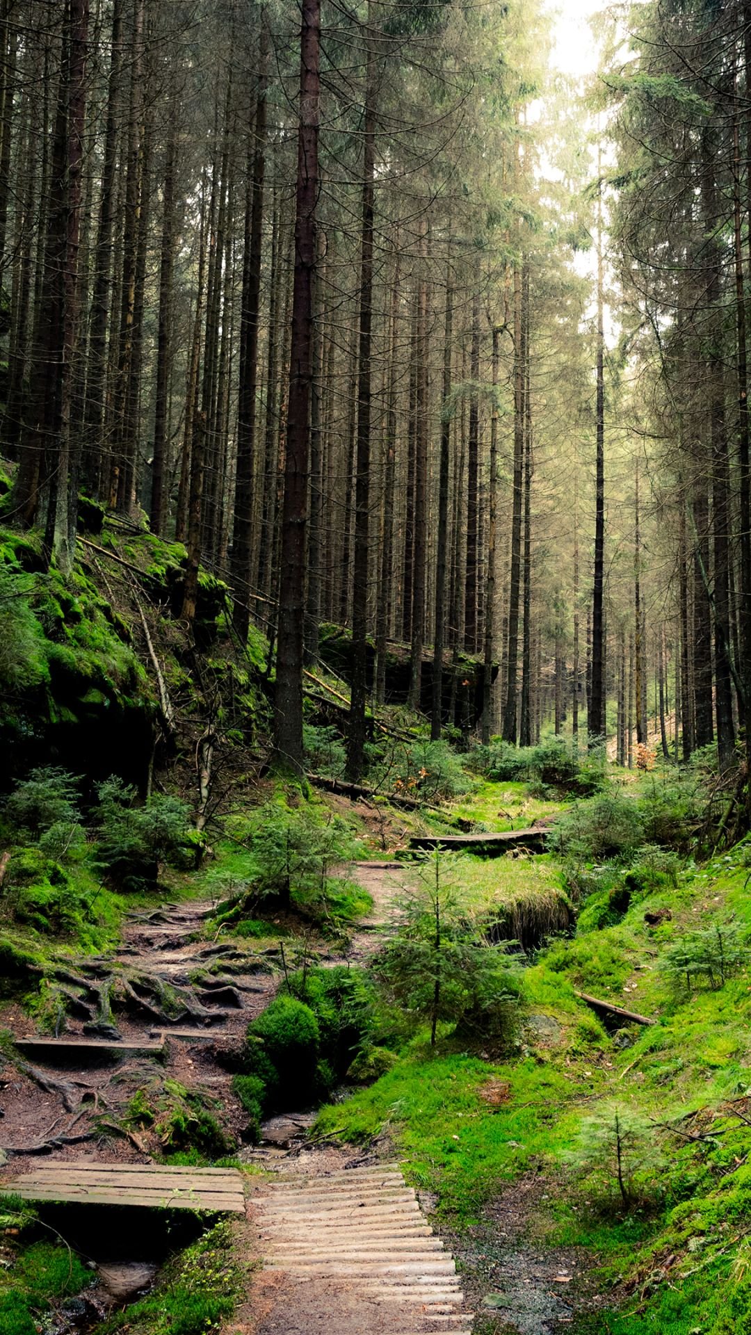 1080x1920  Красивые обои на телефон лес - 62 фото