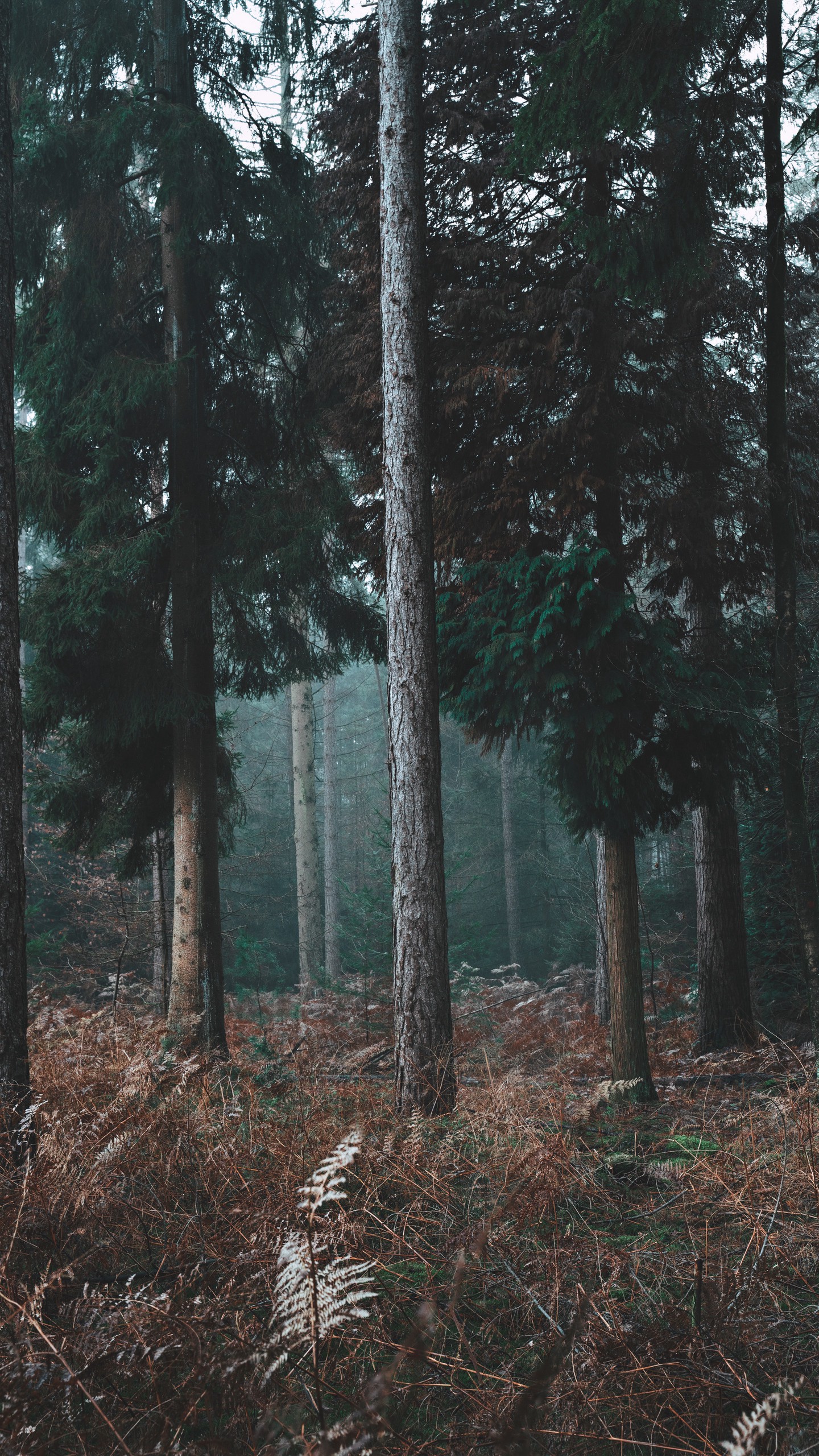 1440x2560  Обои дерево, лес, зеленый, окружающая среда, природа на телефон Android,  1080x1920 картинки и фото бесплатно