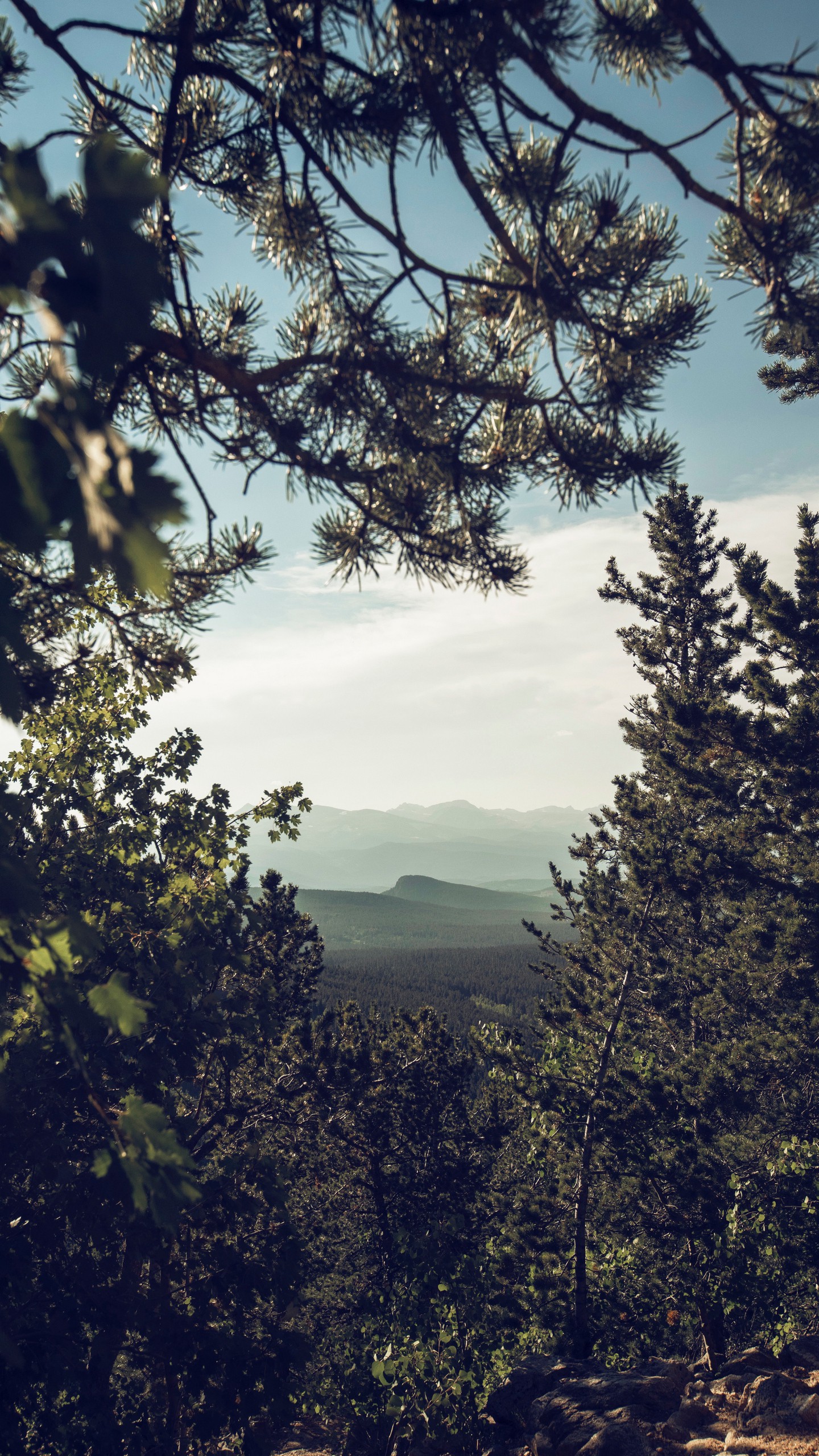 1440x2560  Обои на телефон: Лиса, Лес, Солнечный Свет, Природа, Арт, 105391 скачать  картинку бесплатно.