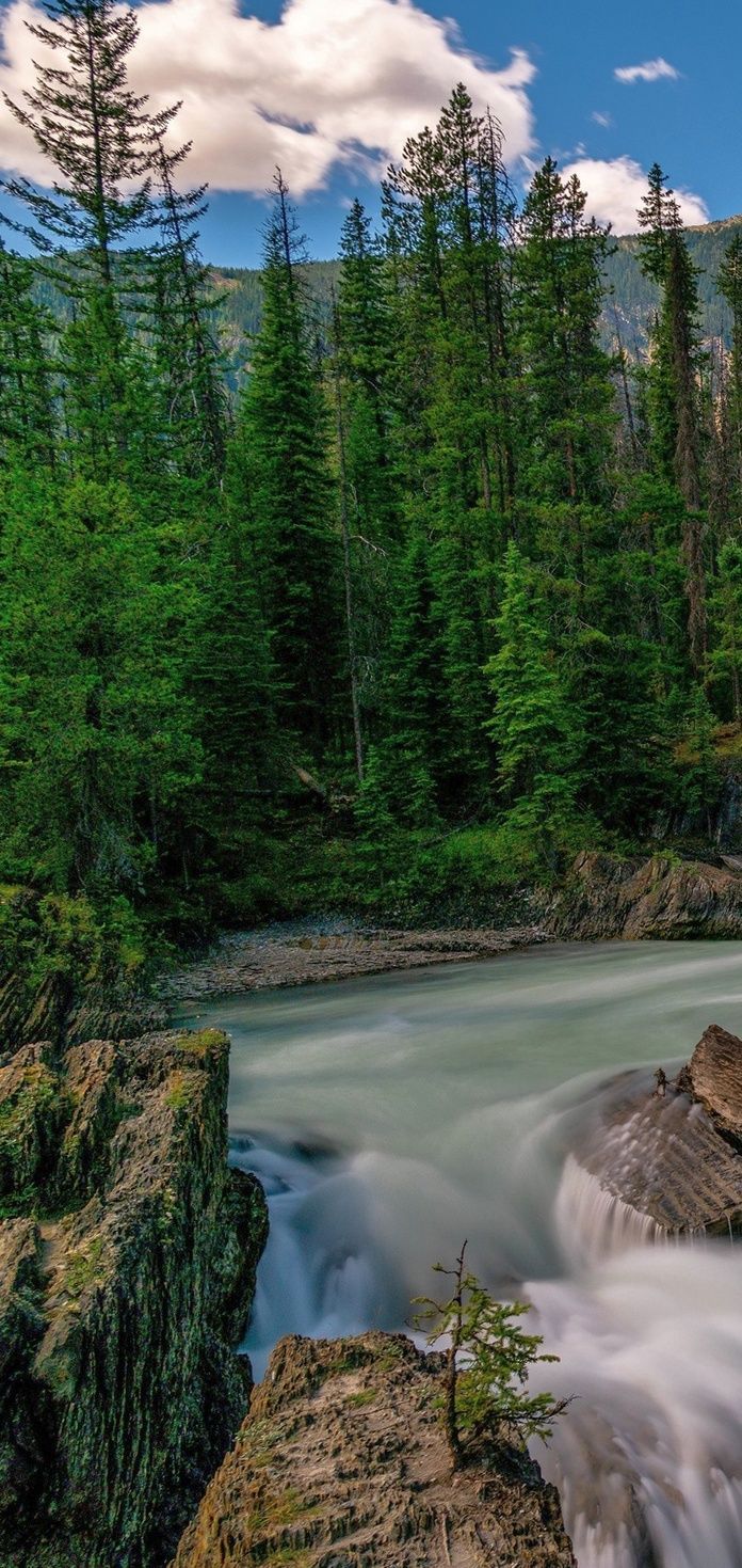 696x1469  Заставка на телефон лес - 52 фото