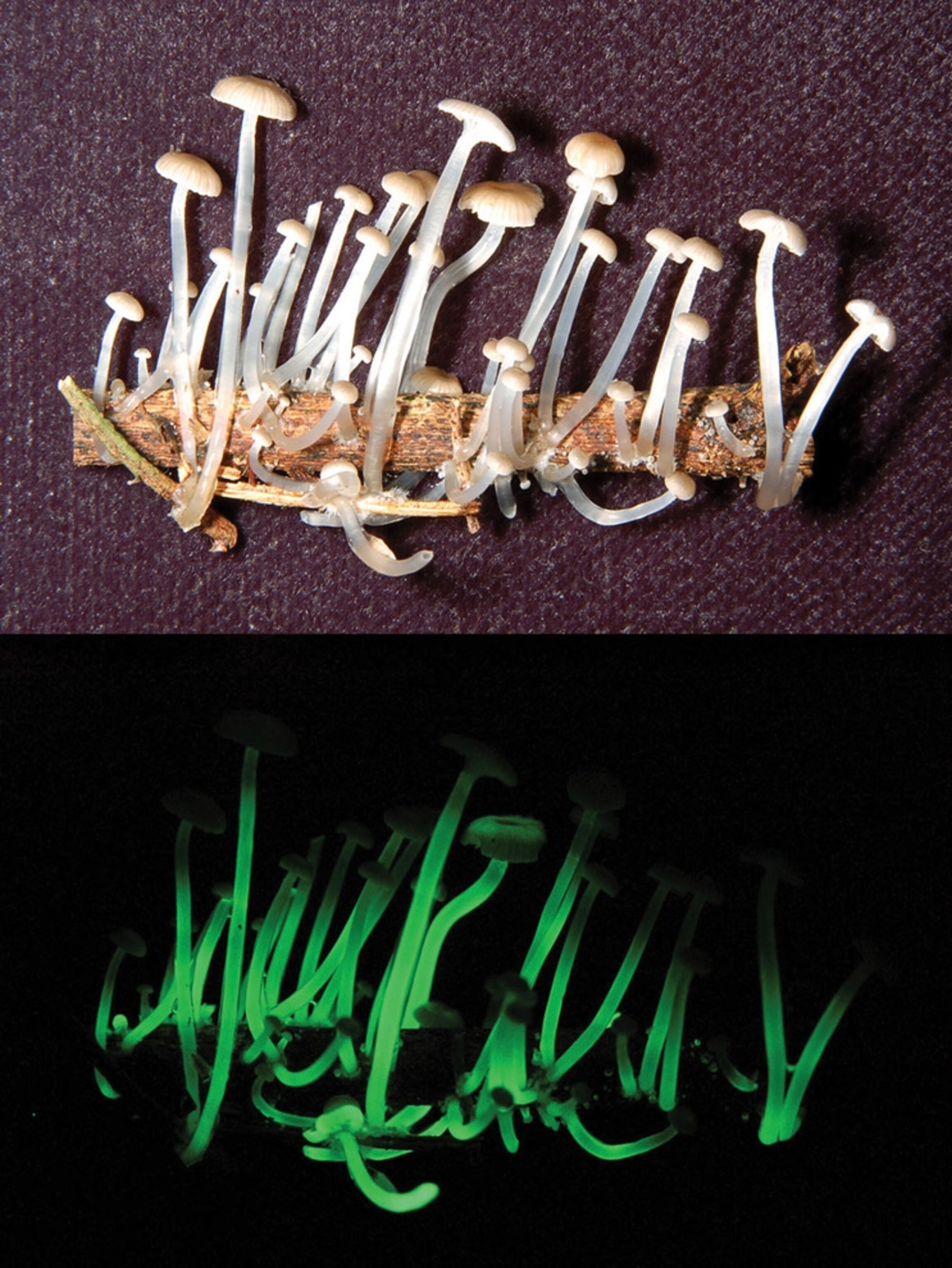 2306x3072  Десять лучших новых видов: «ходячая» рыба, пиявка тираннозавра и многое другое