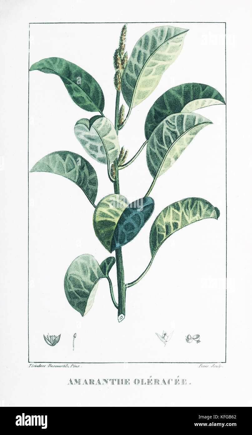 807x1390  Амаранта - Арт 2 Рок