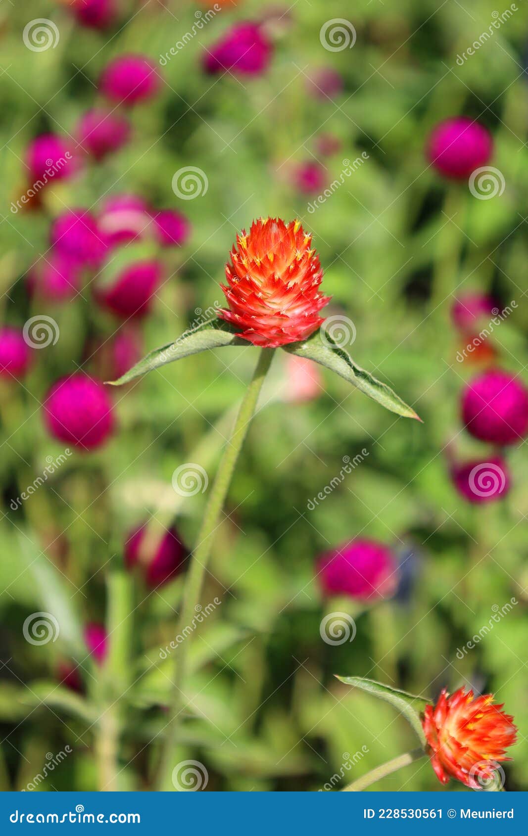 1067x1690  Светлый амарантовый цвет — #E78B96 — Официальный реестр названий цветов.