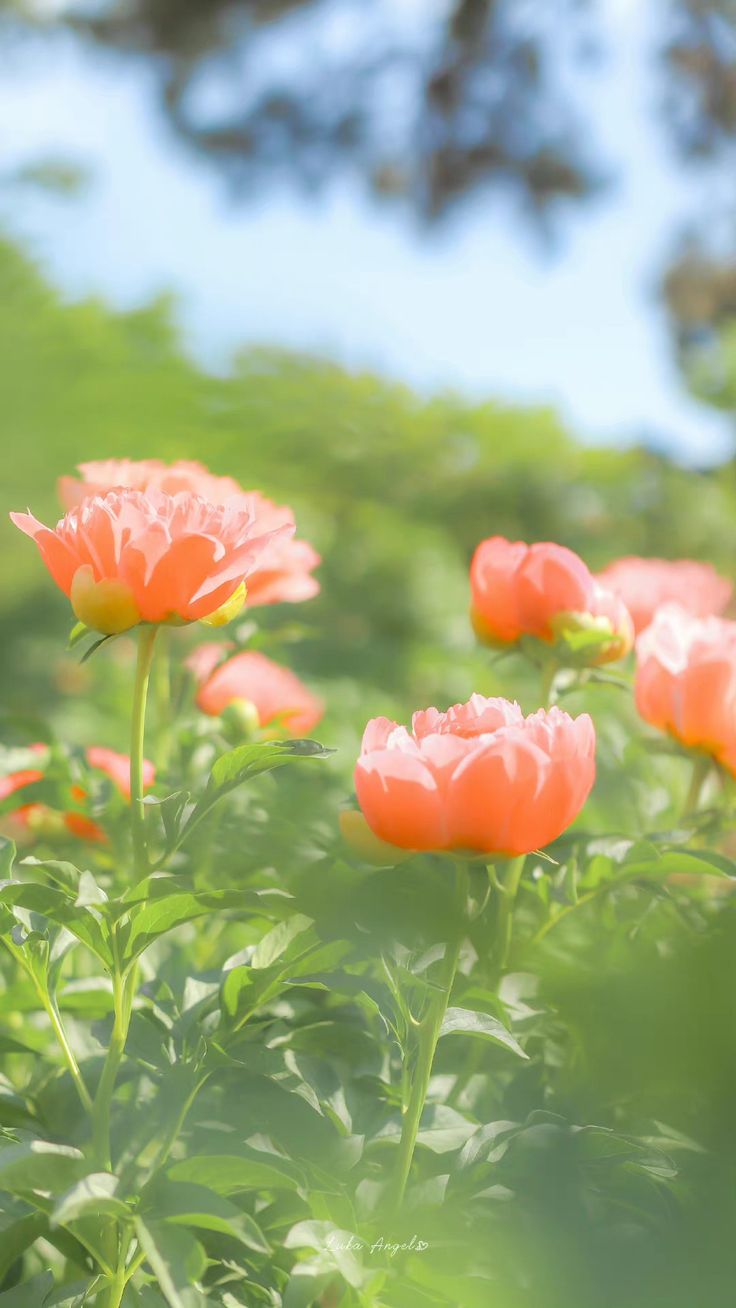 736x1308  Пин от пользователя Satoco на доске Кристалл алока в 2023 г. | Красивые цветы, Обои для фотографий, Красивые цветы