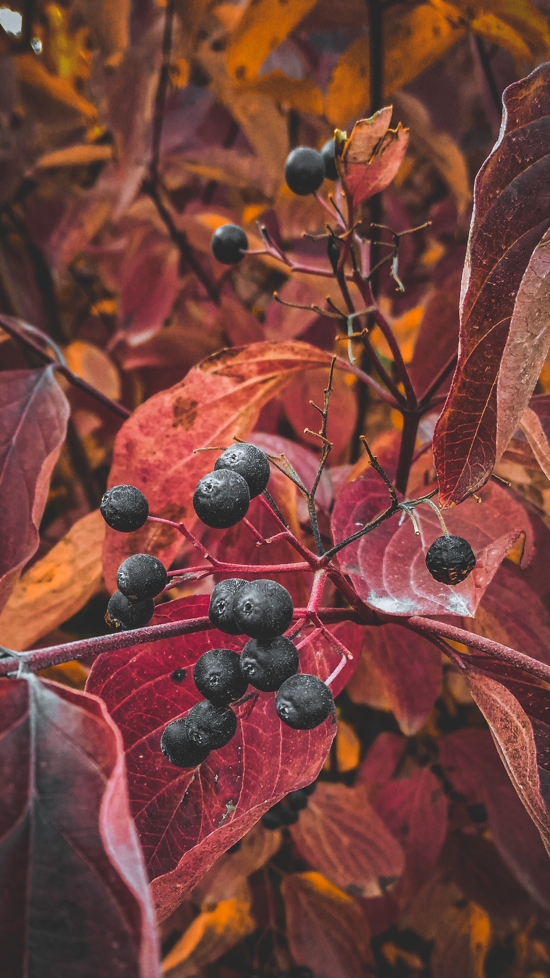 1824x3242  Осенние обои на телефон | Autumn photography, Autumn beauty, Autumn  inspiration