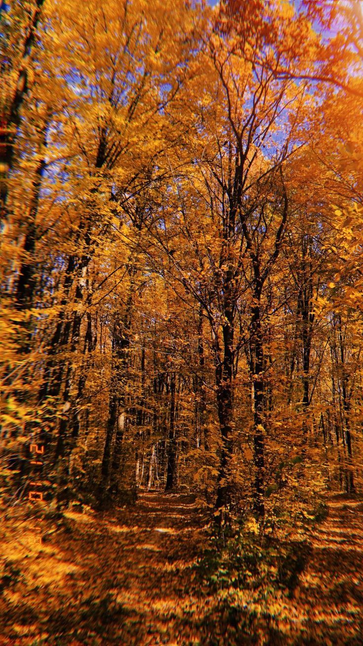 736x1308  Осень обои для Андроид Full HD, лучшие 1080x1920 заставки на телефон |  Akspic
