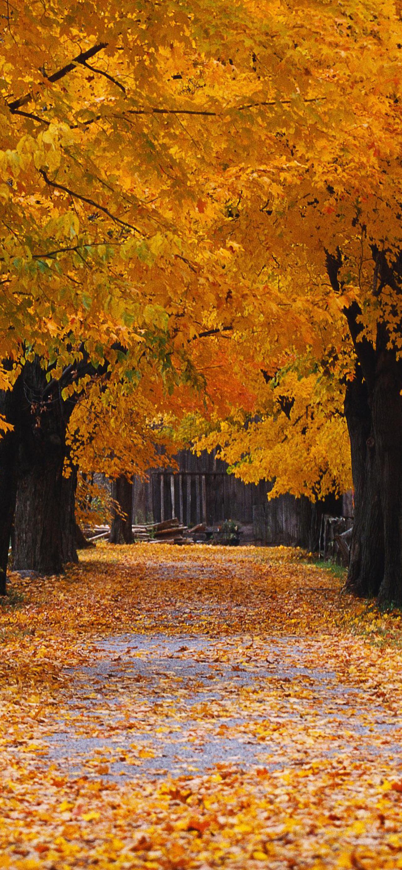 1284x2778  Обои осень на телефон андроид вертикальные - фото и картинки abrakadabra.fun