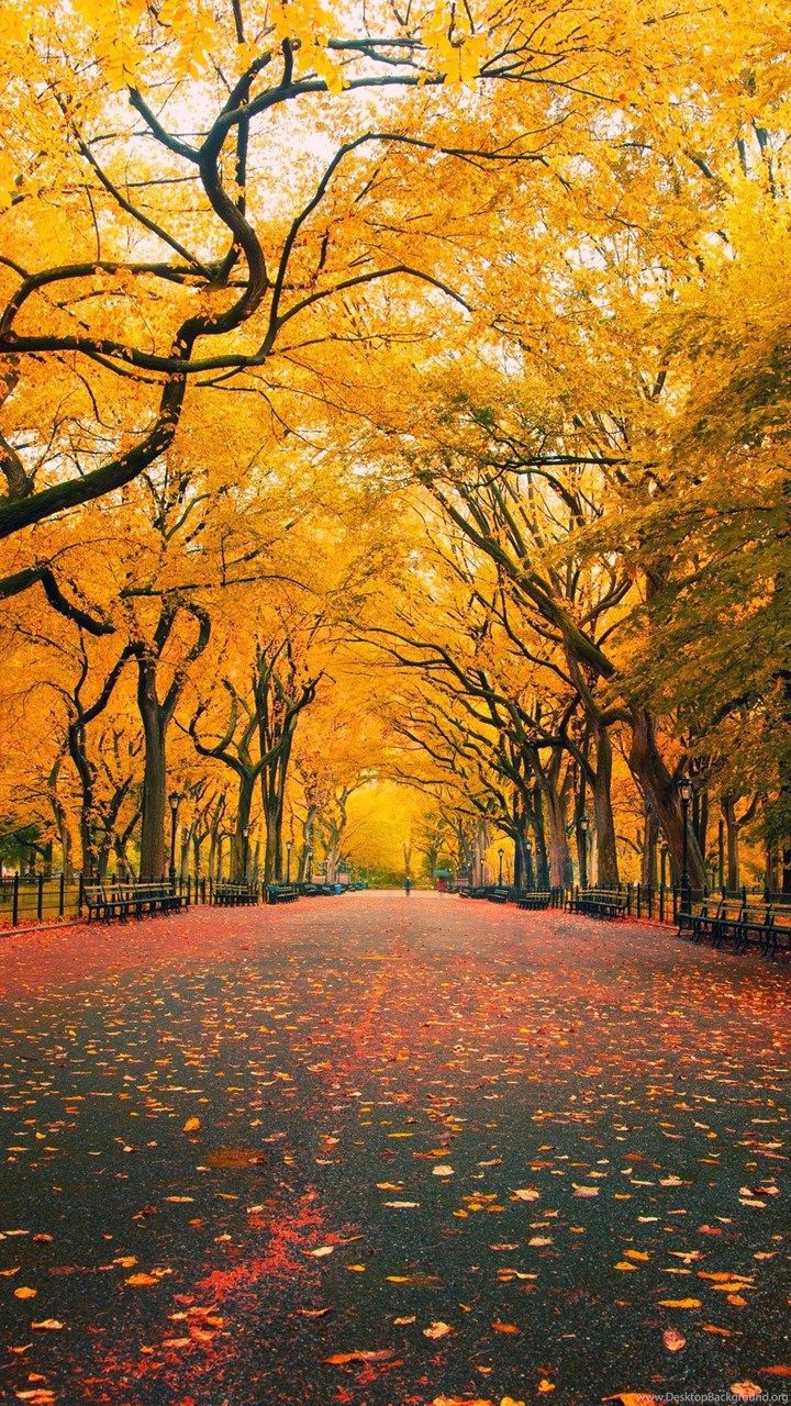 720x1280  Осенние обои для мобильного телефона — Wallpaper Cave