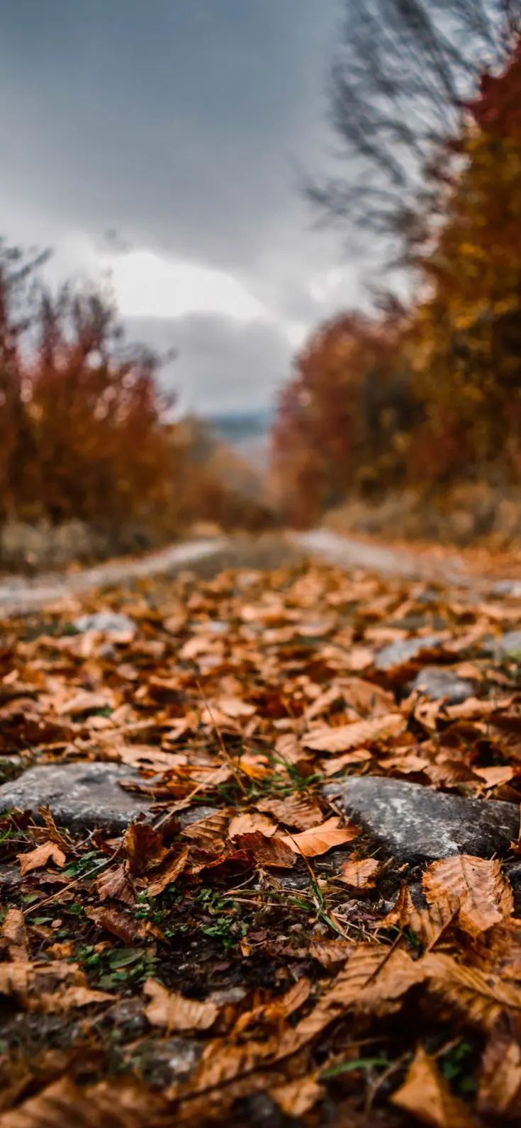 735x1592  50 осенних обоев для iPhone | ПОПСУГАР Тех