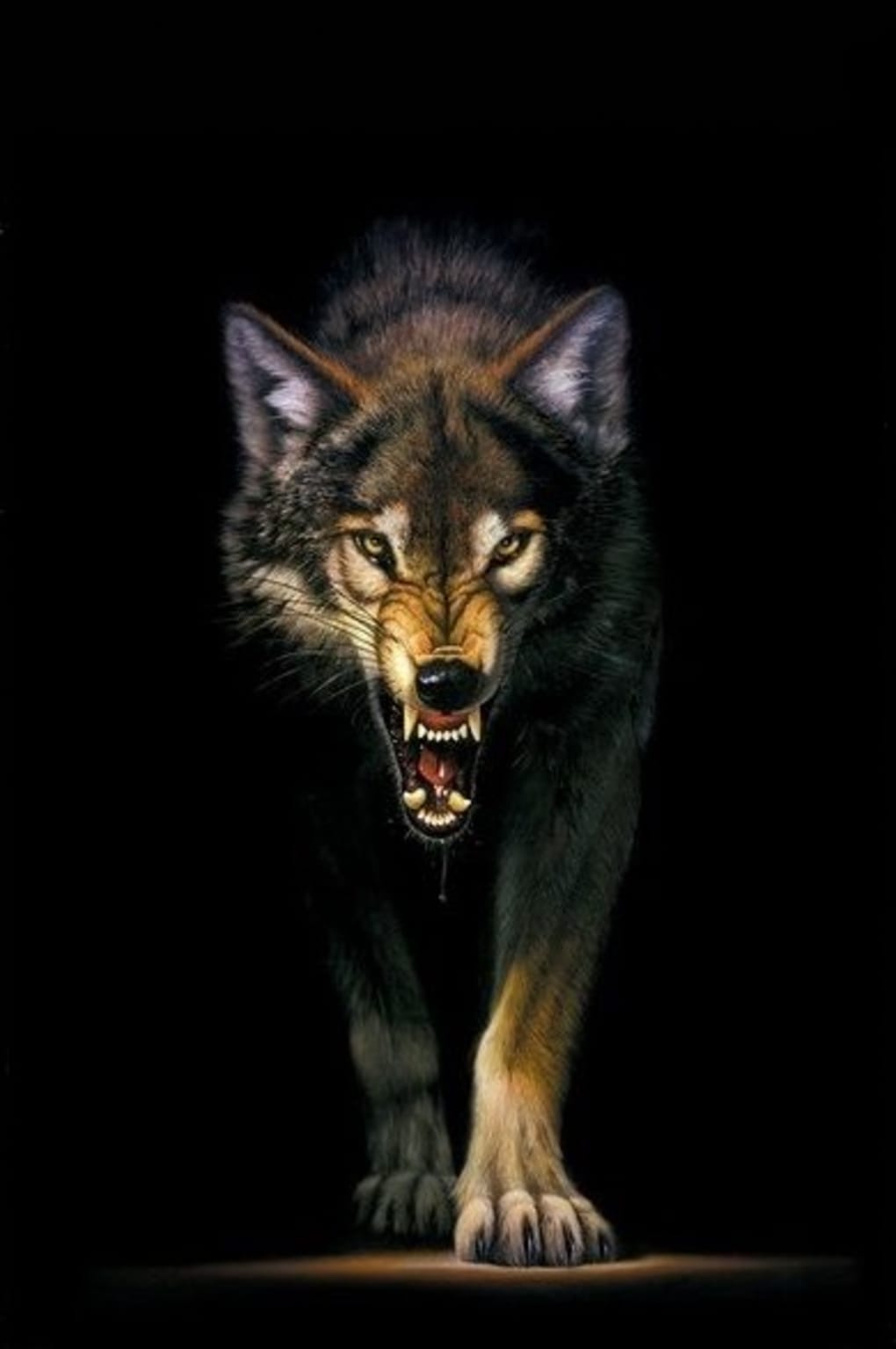 1020x1535  Black Wolf Wallpapers для Android — Скачать