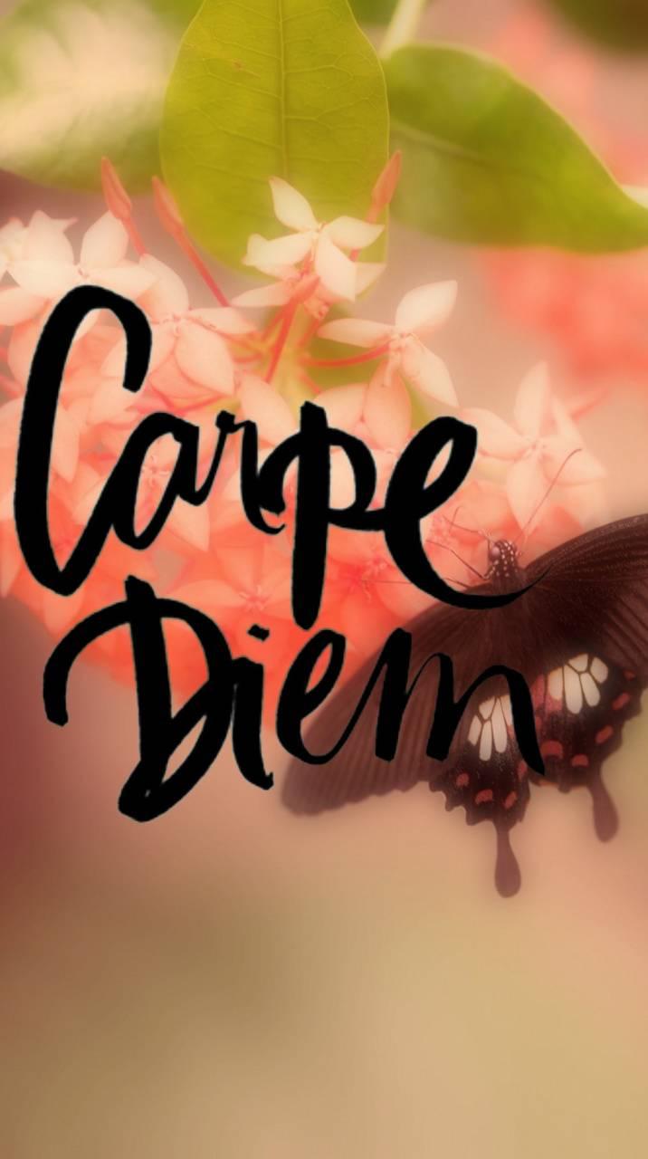 Vi carpe diem. Carpe Diem. Carpe Diem аватарка. Карпе Дием на песке. Карпе Дием картинки.