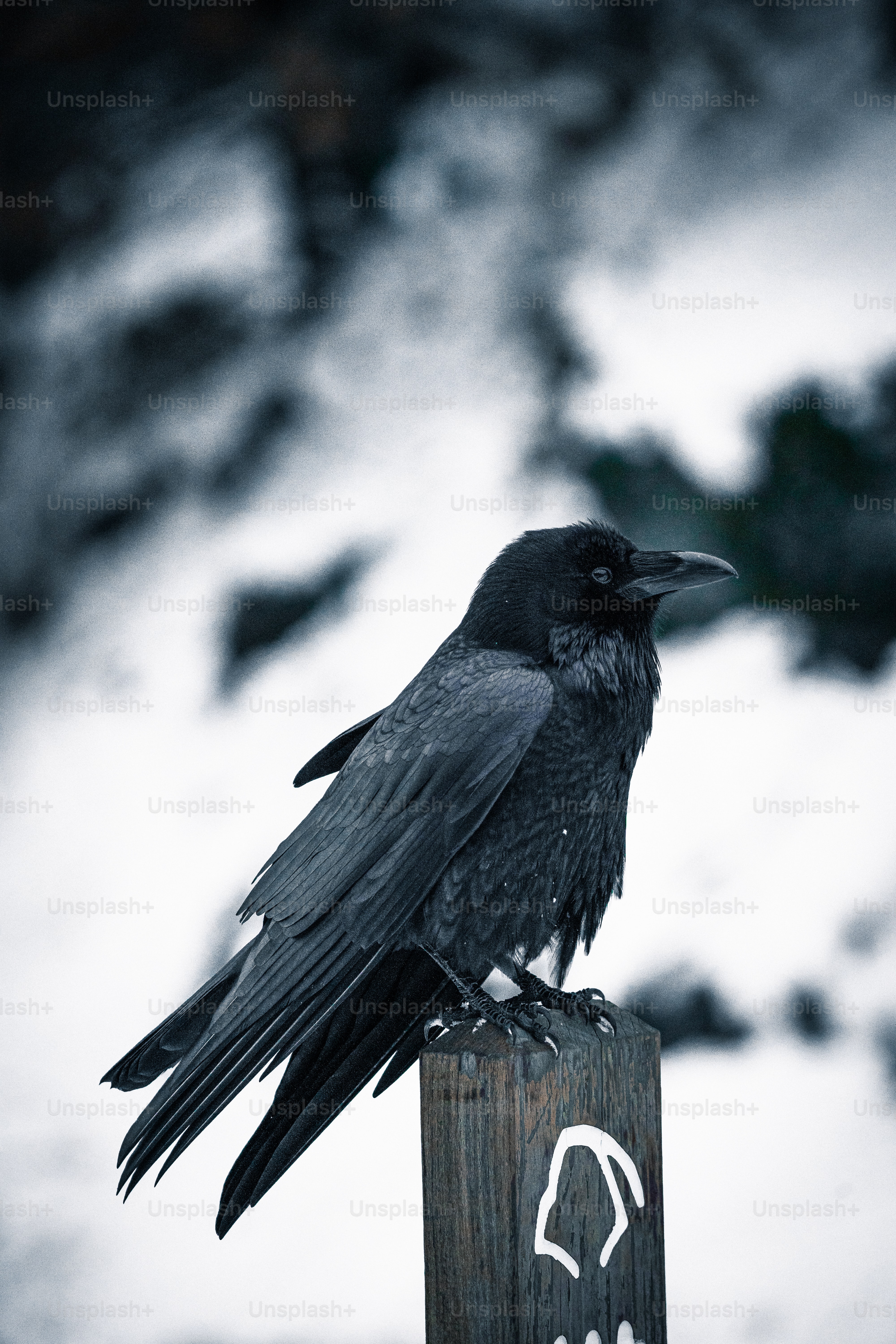 4000x6000  Фотографии ворон | Загрузите бесплатные изображения на Unsplash