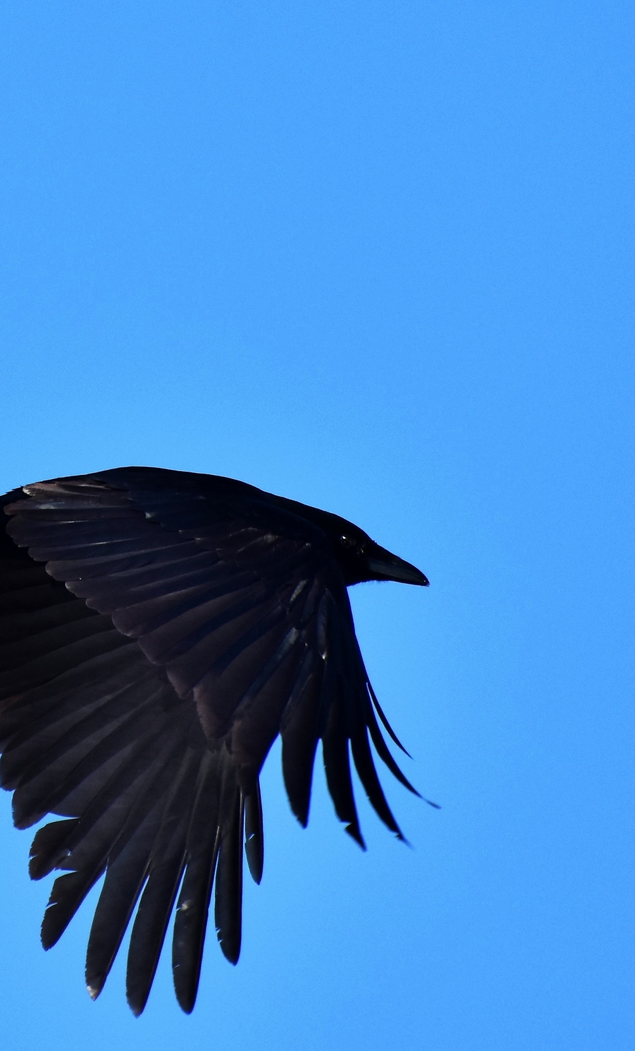 1280x2120  Скачать картинки «Ворона» на телефон, бесплатные HD картинки «Ворона»