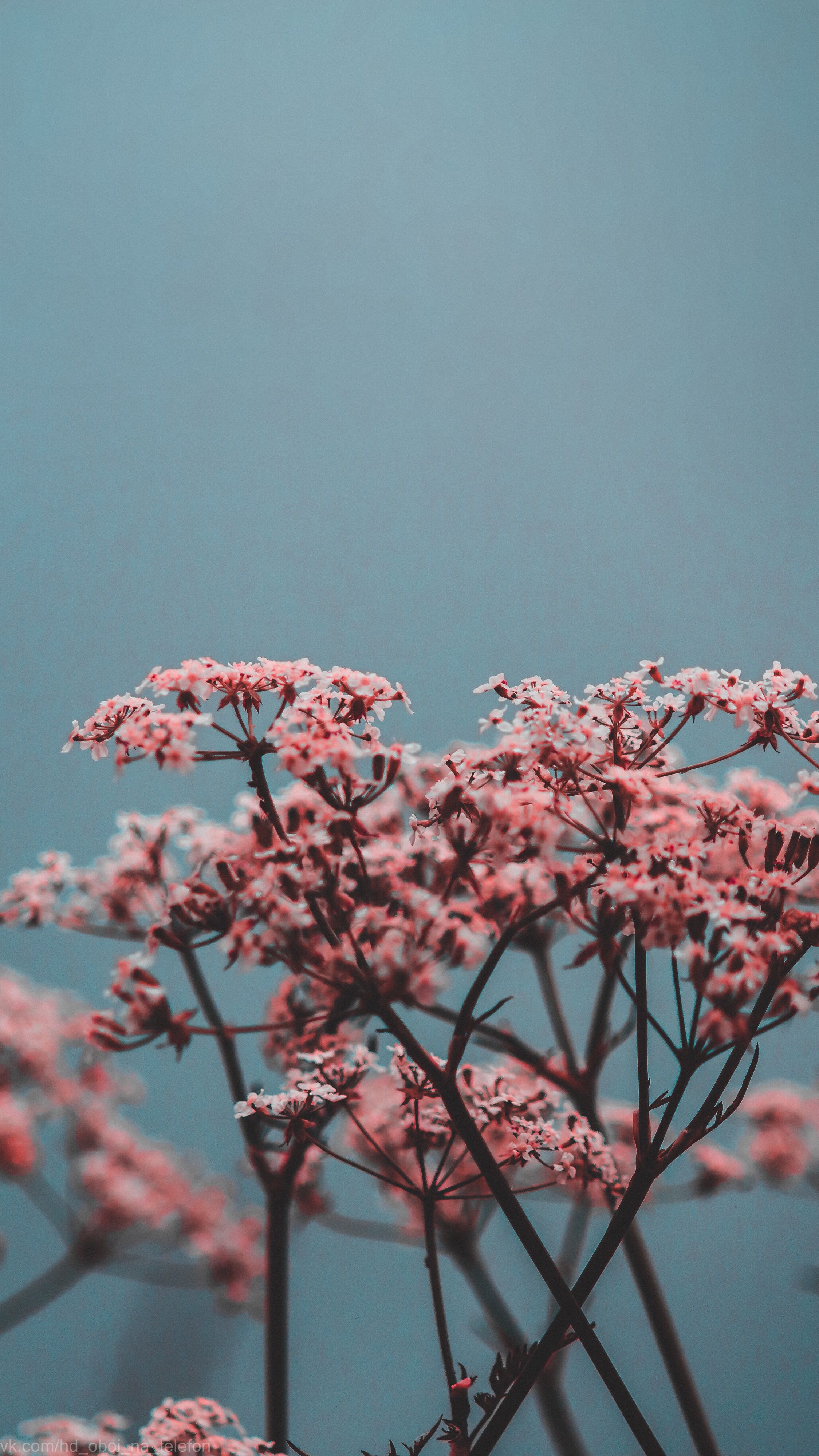 2249x4000  Flower blue pink wallpaper for phone | Floral wallpaper iphone, Iphone  backgrounds nature, Flower background iphone