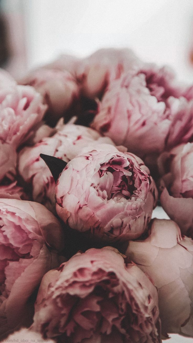736x1308  Wallpaper | Flowers | Peonies – Wallpaper Ideas в 2023 г | Пионы,  Фиолетовые пионы, Цветочные фоны