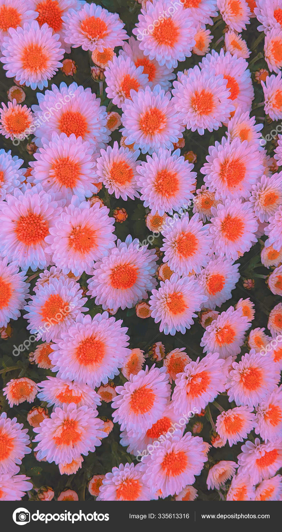 900x1700  Мода эстетические обои телефон. Белые цветы на черном фоне стоковое фото  ©Porechenskaya 335613316