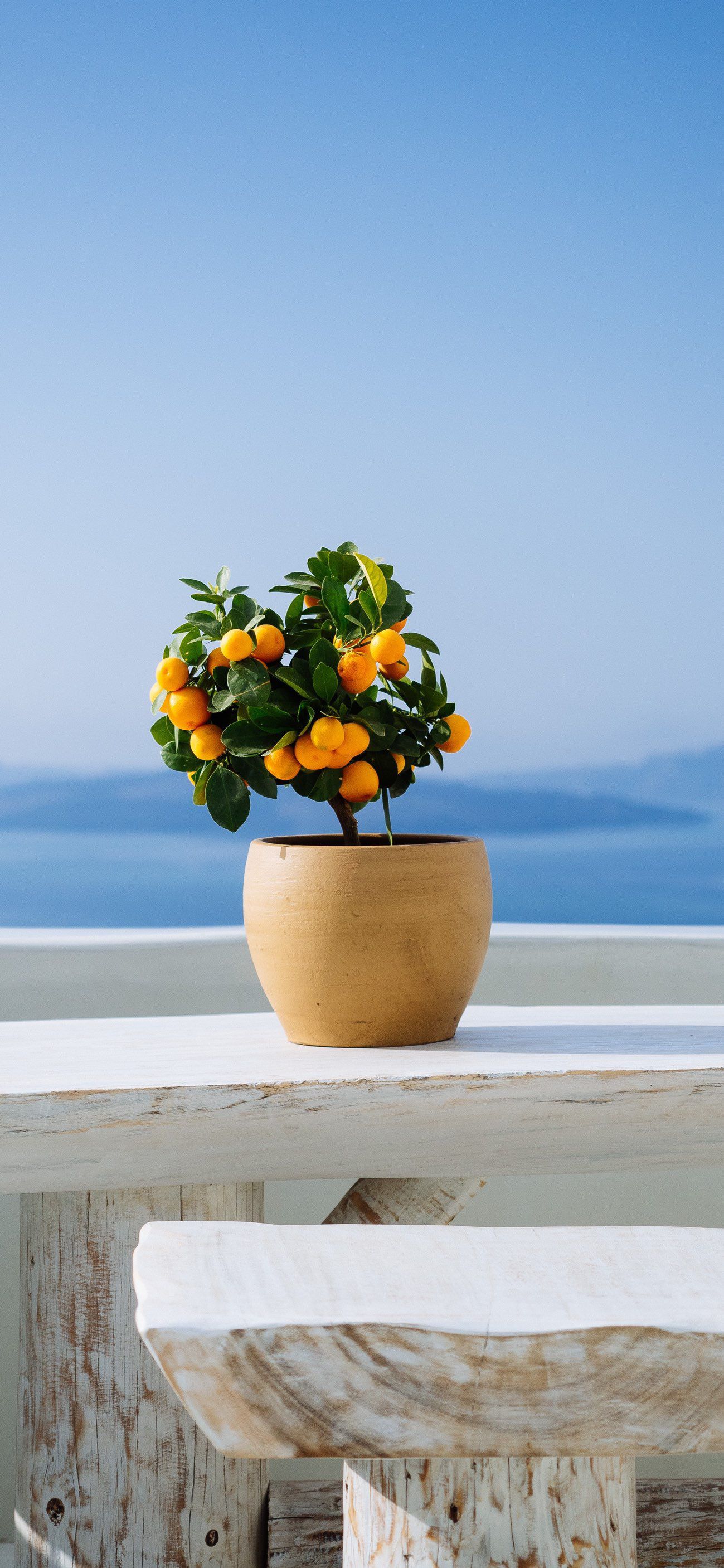 1299x2813  Милые обои, яркие обои, обои на телефон, iPhone wallpapers, iPhone  backgrounds | Яркие обои, Милые обои, Летние обои