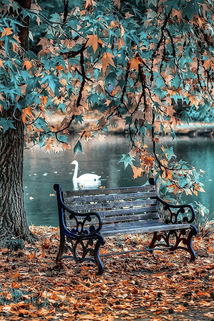 736x1105  HD зеленые обои | Пикпикселей