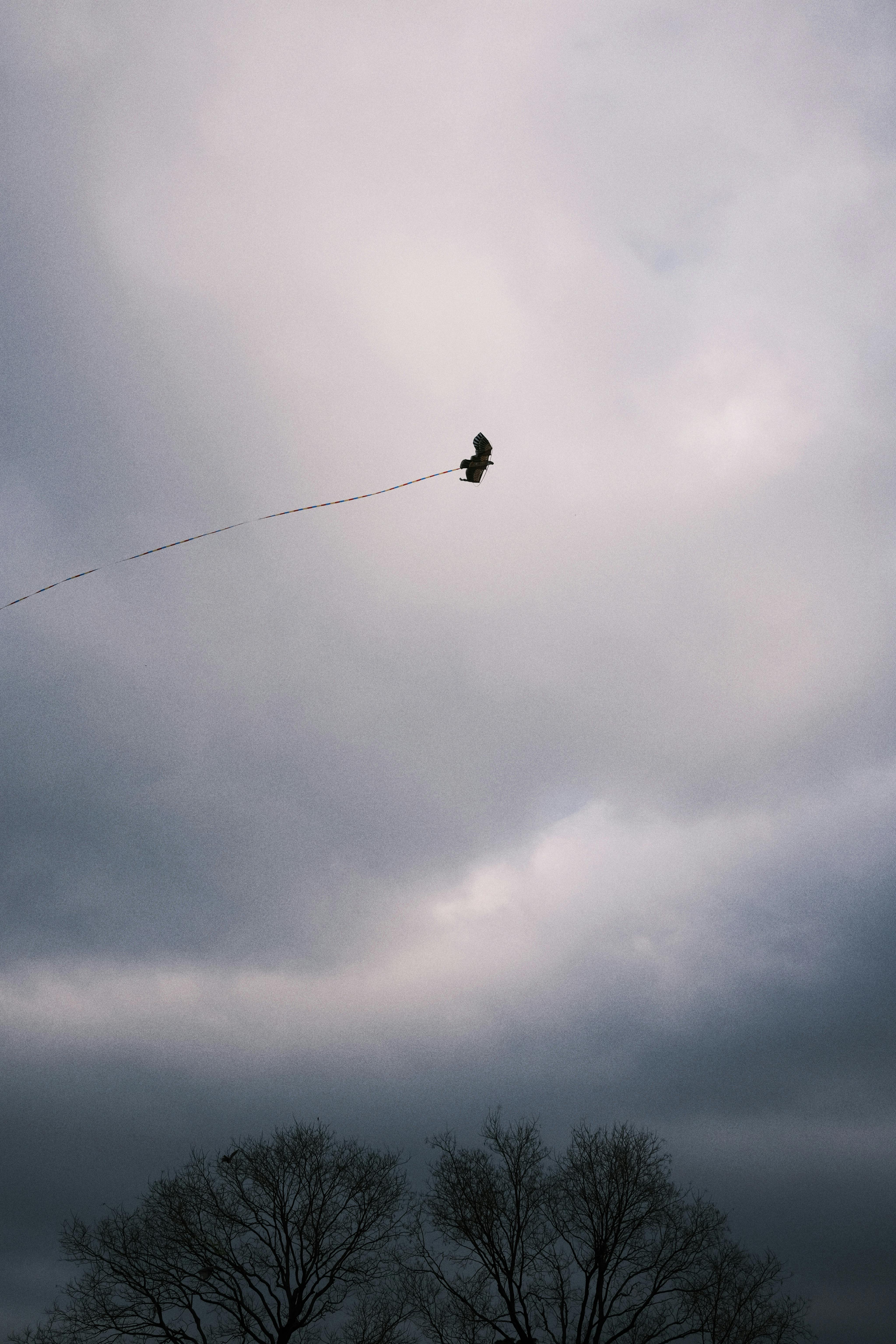 4095x6143  Бесплатные стоковые фото на тему птица, летящая в пасмурном небе