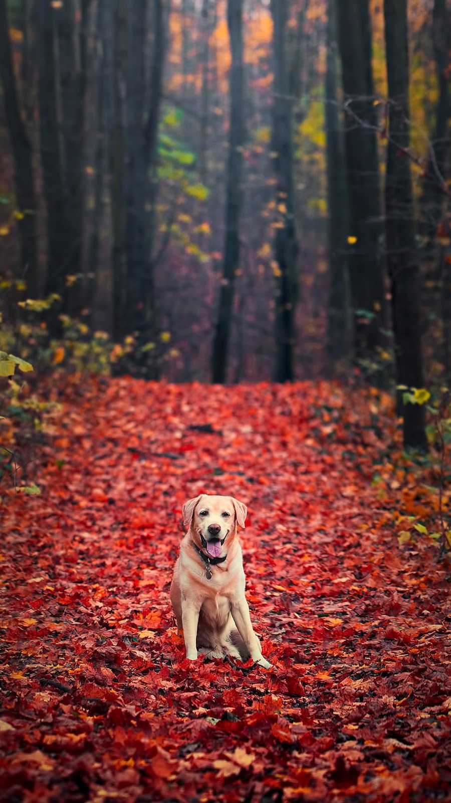 900x1600  550+ фоновых изображений цветов | Загрузите бесплатные изображения на Unsplash