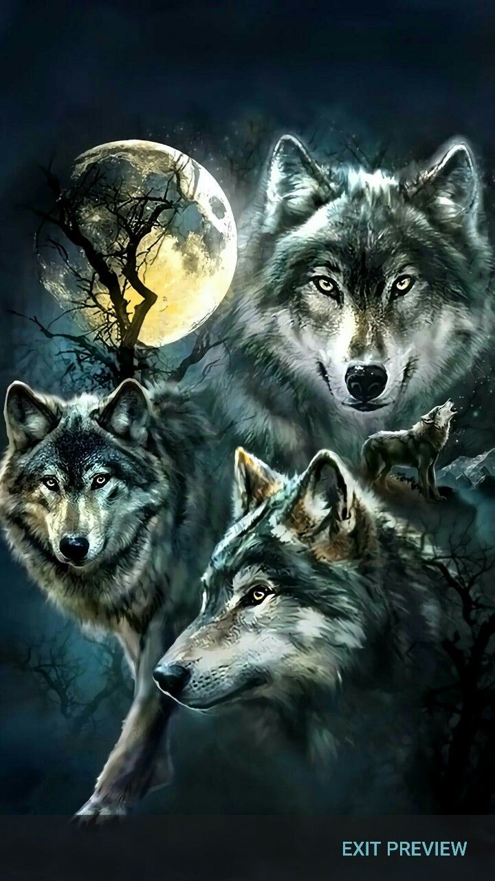 720x1280  9 Animals ideas | fantasy wolf, wolf pictures, wolf love
