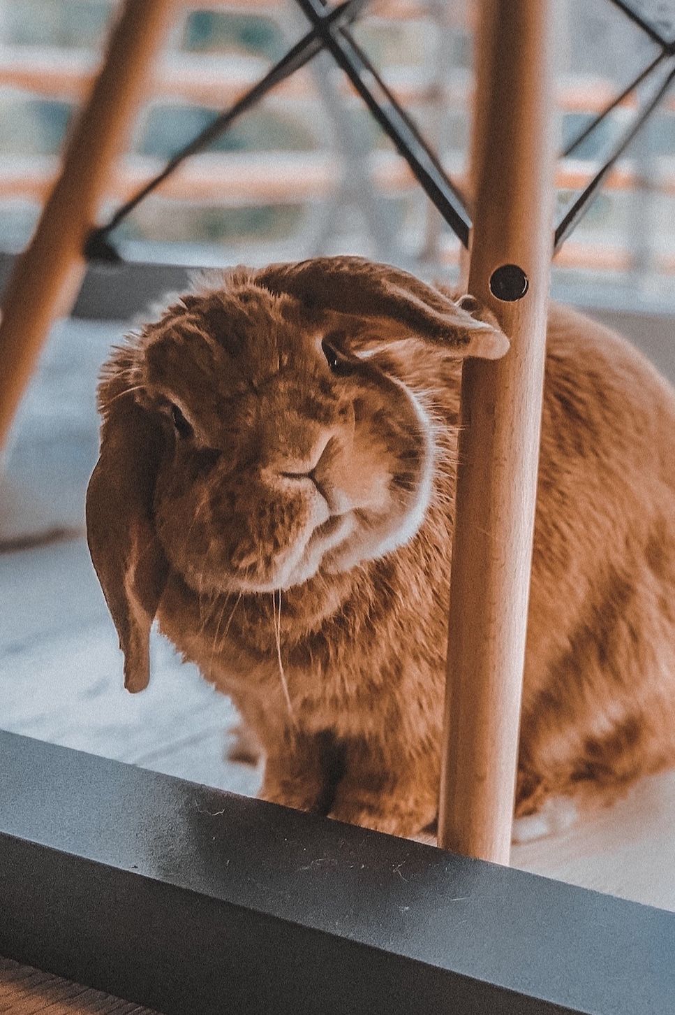 967x1452  Обои для iPhone животные | Животные, Морды животных, Детеныши животных